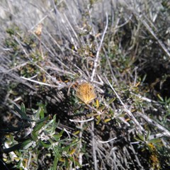 Brachyclados lycioides