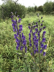 Aconitum baicalense