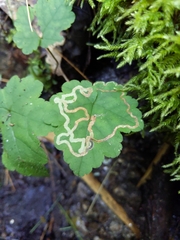 Phytomyza tigris