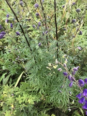 Aconitum baicalense