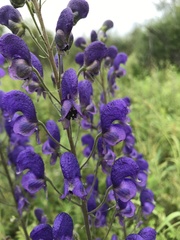 Aconitum baicalense