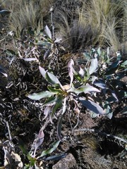 Grindelia chiloensis