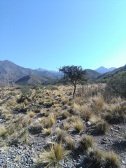 Condalia microphylla