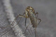 Aedes hexodontus