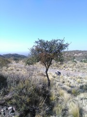 Condalia microphylla