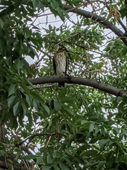 Accipiter cooperii