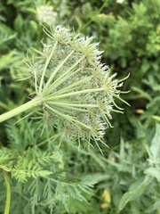 Seseli condensatum