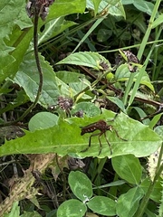 Diogmites basalis