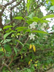Magnoliopsida