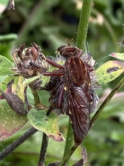 Diogmites basalis