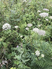 Seseli condensatum