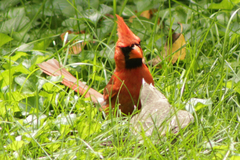 Cardinalis cardinalis