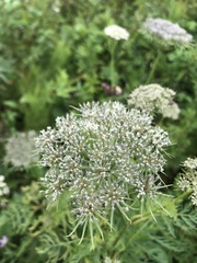Seseli condensatum