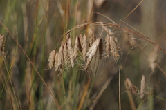 Bromus squarrosus