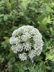 Seseli condensatum