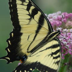 Papilio glaucus