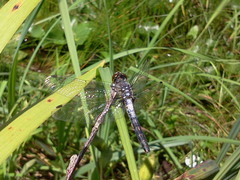 Leucorrhinia frigida