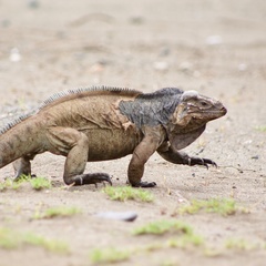 Cyclura cornuta