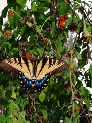 Papilio glaucus image