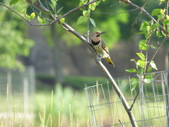 Colaptes auratus auratus