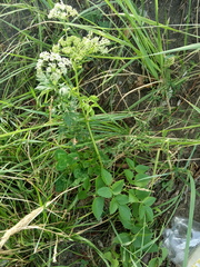 Ostericum palustre
