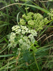Ostericum palustre