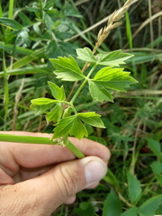 Ostericum palustre