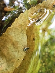 Gerromorpha