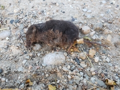 Sorex arcticus