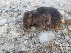 Sorex arcticus