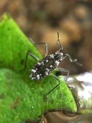 Gerromorpha