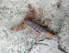 Mesomexovis occidentalis