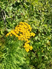 Tanacetum vulgare