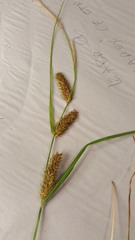 Carex utriculata