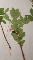 Lonicera villosa