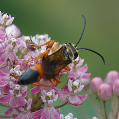 Sphex ichneumoneus