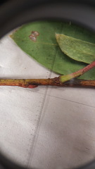 Salix pedicellaris