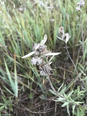Leontopodium leontopodioides