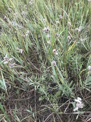Leontopodium leontopodioides