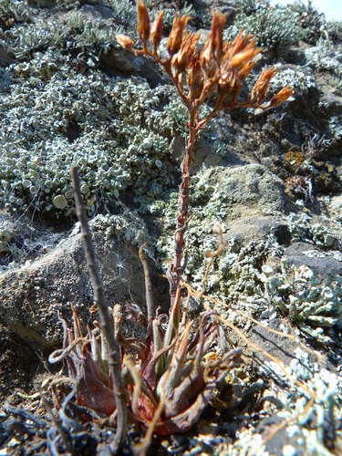 Image of Dudleya verityi by (c) Zack Abbey, some rights reserved (CC BY)