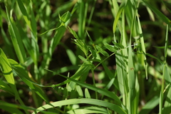 Vicia tetrasperma