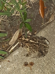 Anaxyrus terrestris