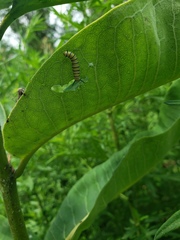 Danaus plexippus