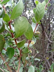 Azara integrifolia