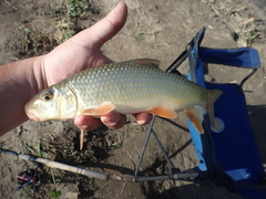 Moxostoma erythrurum