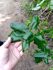 Lardizabala biternata