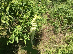 Digitalis lutea