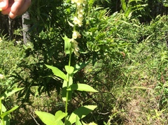 Digitalis lutea