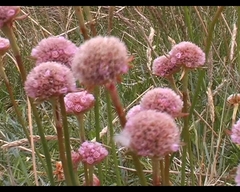 Armeria curvifolia