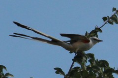 Tyrannus forficatus